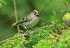 Goldcrest